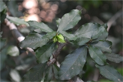 Streblus taxoides